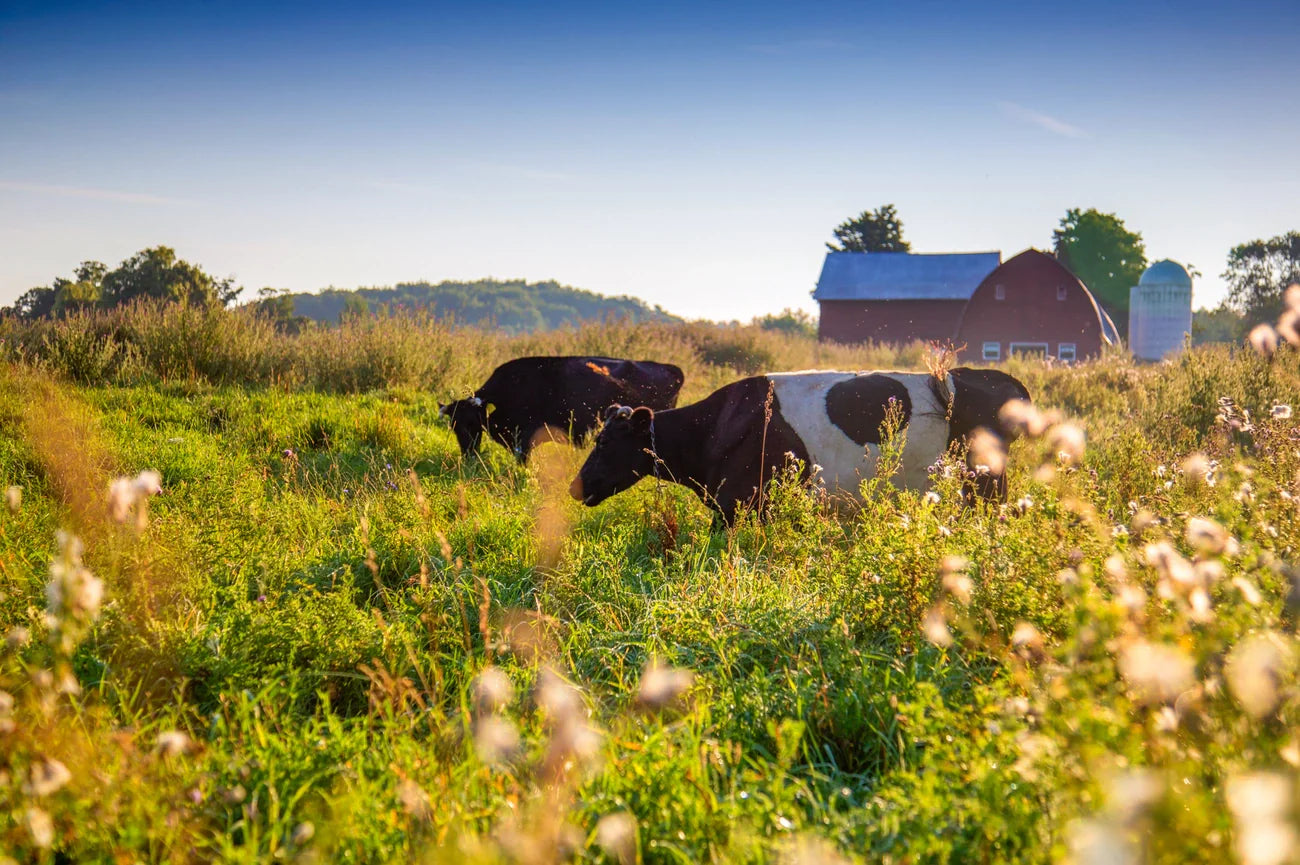 Why Grass Fed Whey Protein? An Expert Guide to Why It's So Beneficial For Kids